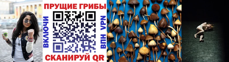 Купить  Архангельск  Псилоцибиновые грибы Cubensis 